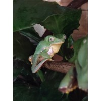 Ночная экскурсия6 в Зооцентре Экзотических животных Пантерик (2026-03-06)