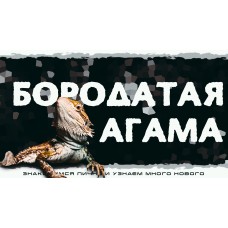 Бородатая Агама Знакомство с рептилией (2025-12-06)