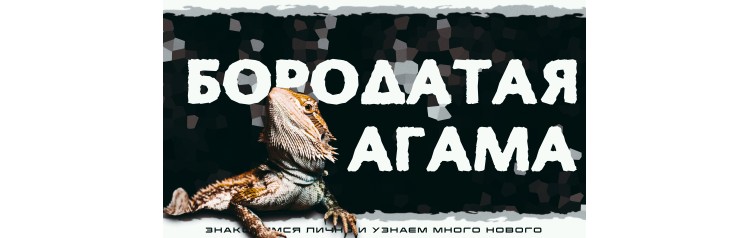 Бородатая Агама Знакомство с рептилией (2025-12-27)