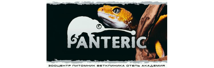 Гекконы Эублефар и Бананоед Знакомство с рептилией (2025-10-18)