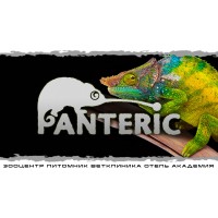 Хамелеоны Знакомство с рептилией (2026-06-28)