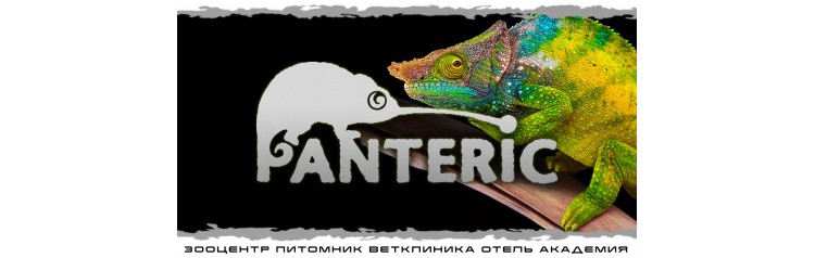 Хамелеоны Знакомство с рептилией (2025-10-25)