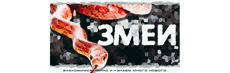 Змеи Знакомство с рептилией (2025-10-26)