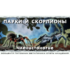 Членистоногие Пауки скорпионы палочники и богомолы (2026-05-10)