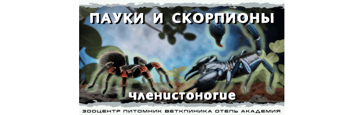 Членистоногие Пауки скорпионы палочники и богомолы (2026-05-10)